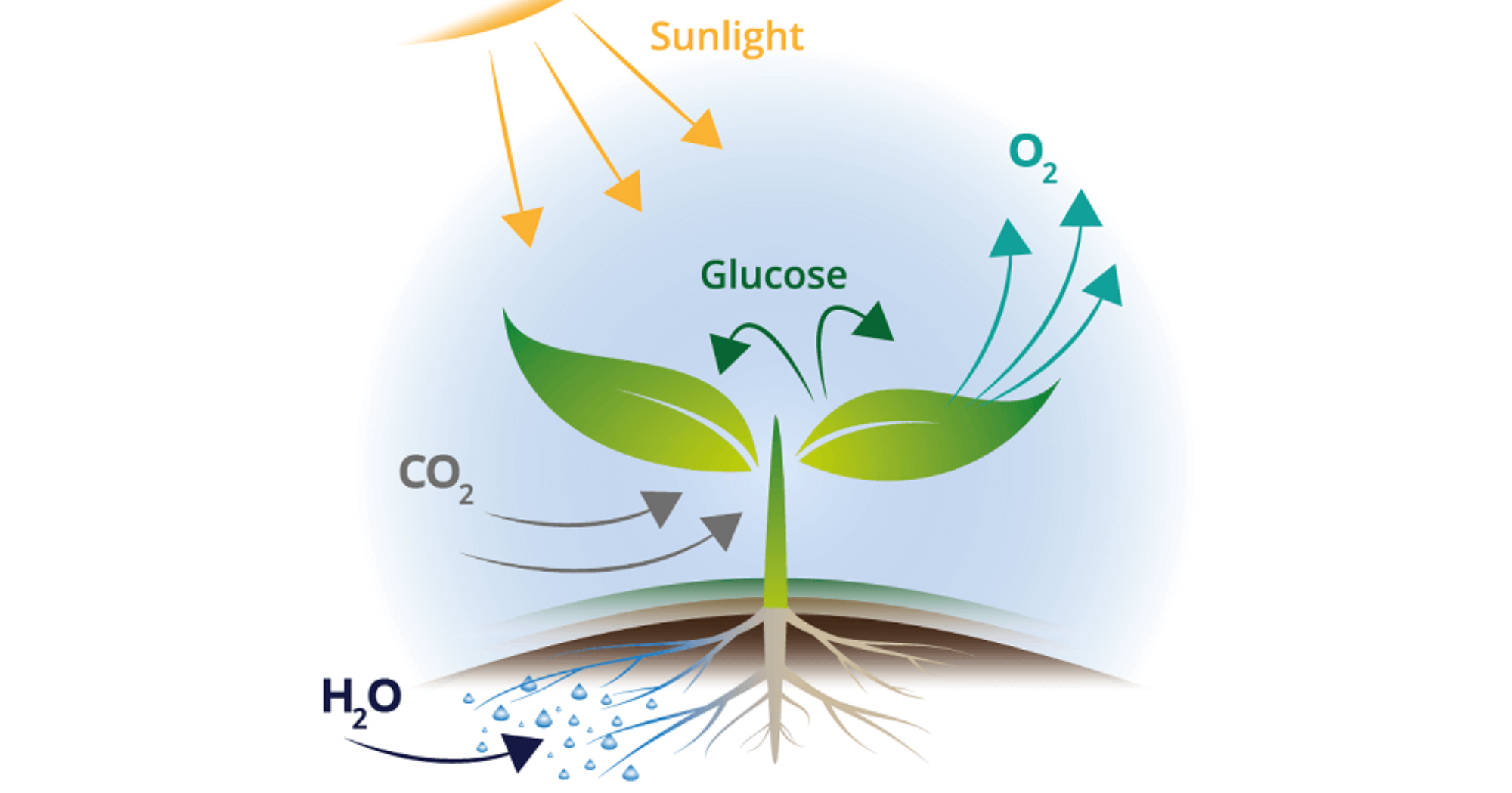 Cơ chế hô hấp rễ và vai trò của oxy trong vùng rễ.