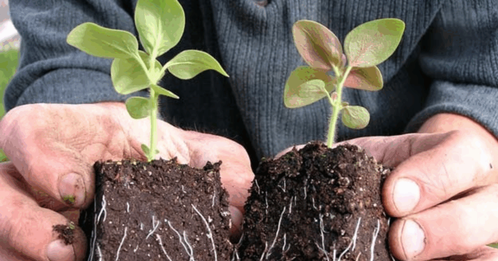 Để cây phát triển rễ cần làm những gì