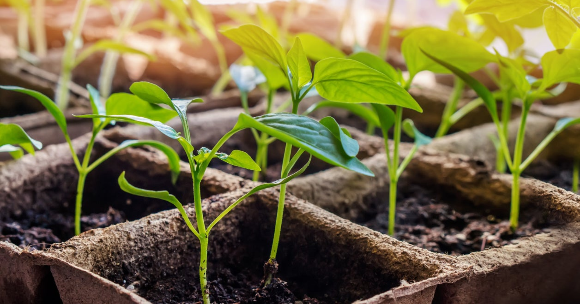 Dinh dưỡng dạng chelate có giúp rễ hấp thu hiệu quả hơn không