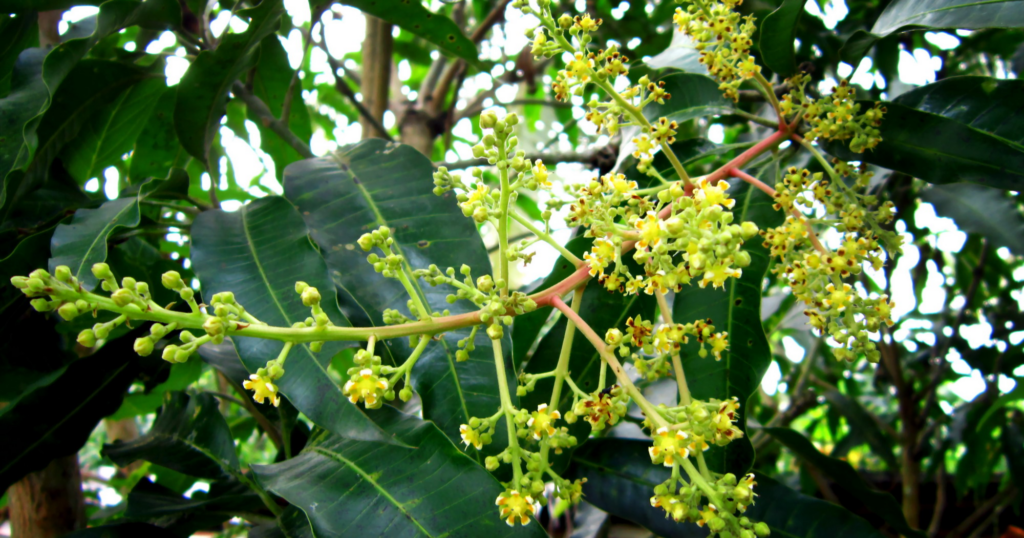 Hormone stress ABA và ảnh hưởng đến quá trình ra hoa nghịch vụ