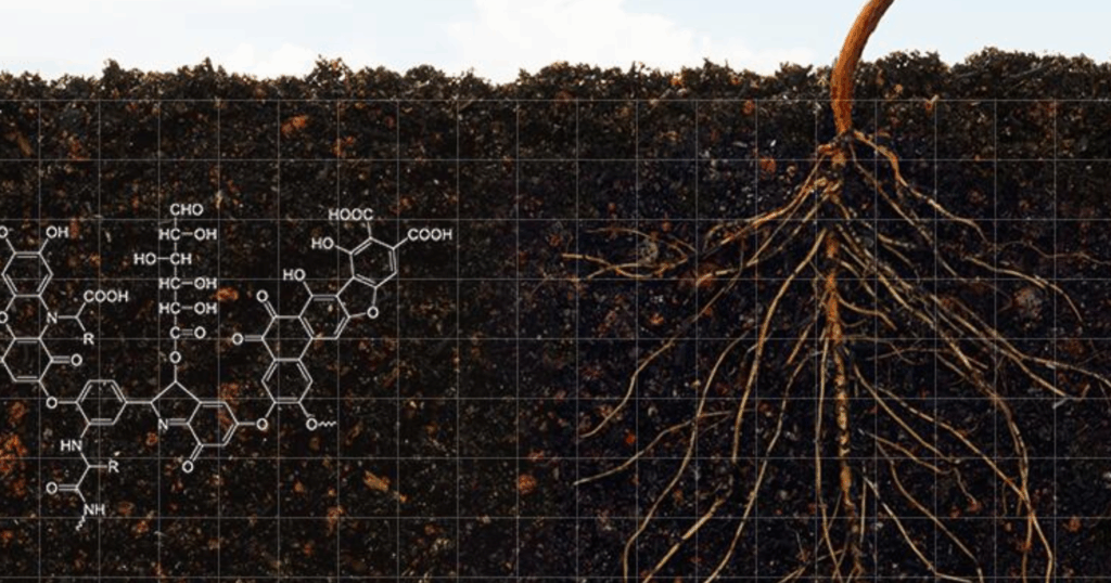 Humic có tác dụng kích rễ không? Tác động như thế nào đến cây trồng? 3 Humic có tác dụng kích rễ không Tác động như thế nào đến cây trồng