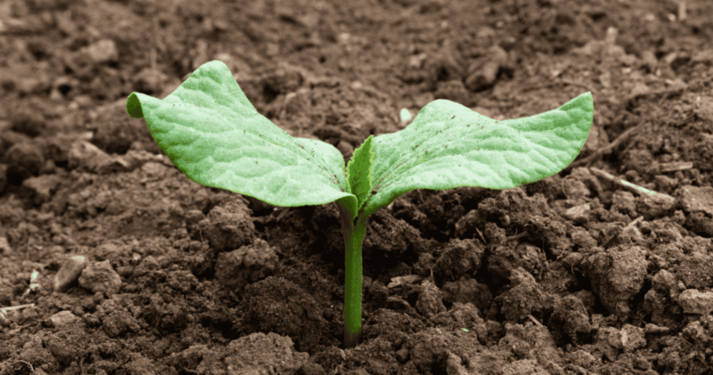 Hướng dẫn sử dụng Humic để cải tạo đất hiệu quả, tiết kiệm 2 Hướng dẫn sử dụng Humic để cải tạo đất hiệu quả, tiết kiệm