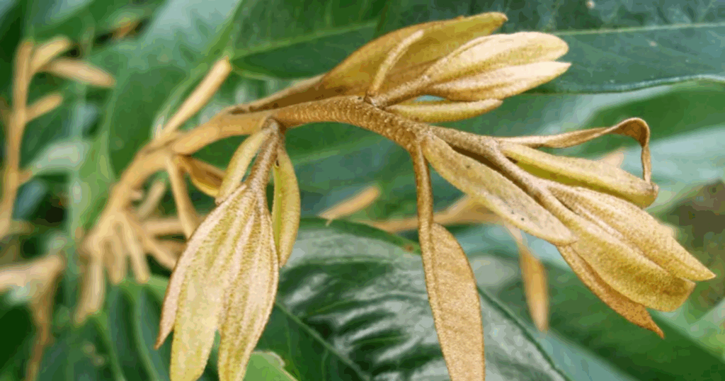 Kiểm soát đọt non trong giai đoạn trước và sau xử lý ra hoa nghịch vụ