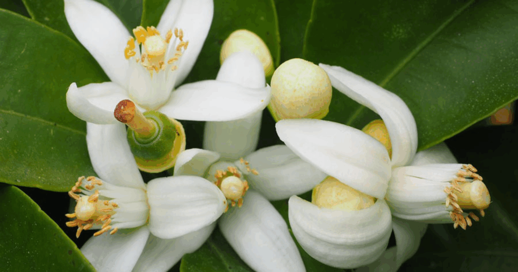 Kỹ thuật xiết nước đúng, sai khi xử lý ra hoa nghịch vụ