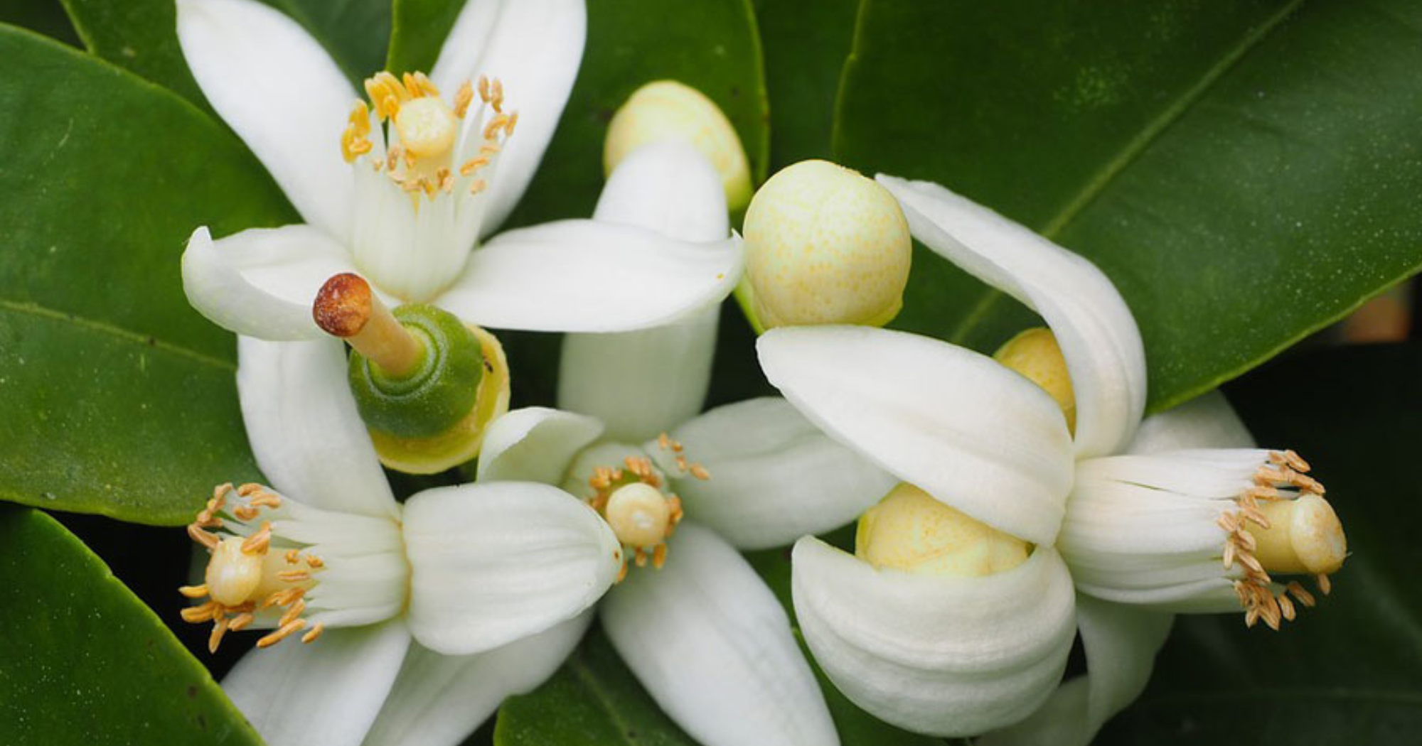 Kỹ thuật xiết nước đúng, sai khi xử lý ra hoa nghịch vụ