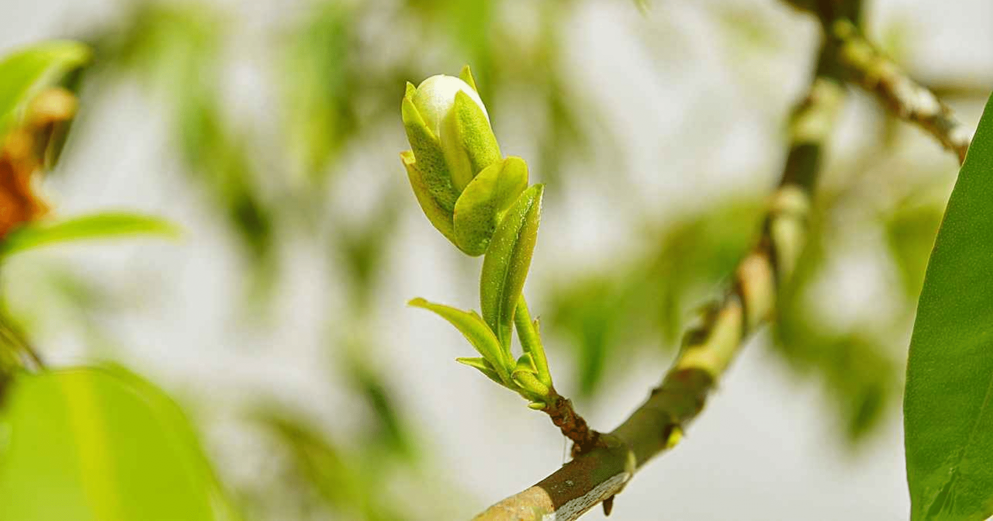 Mối liên quan giữa Auxin, Cytokinin và khả năng bật chồi