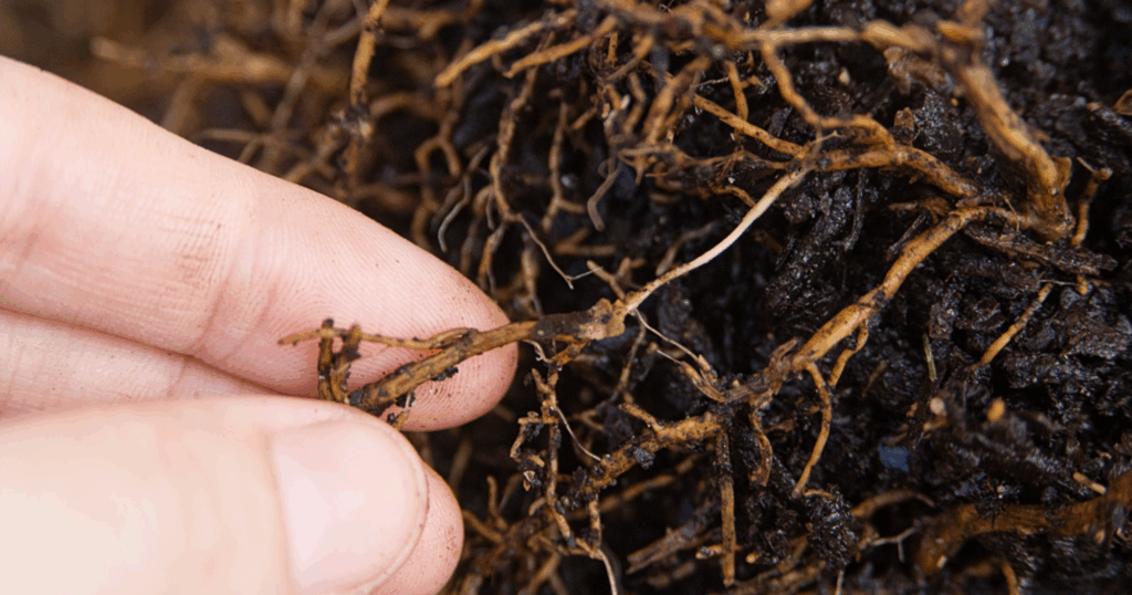 Nguyên tắc phục hồi rễ cho cây trồng sau mưa lớn