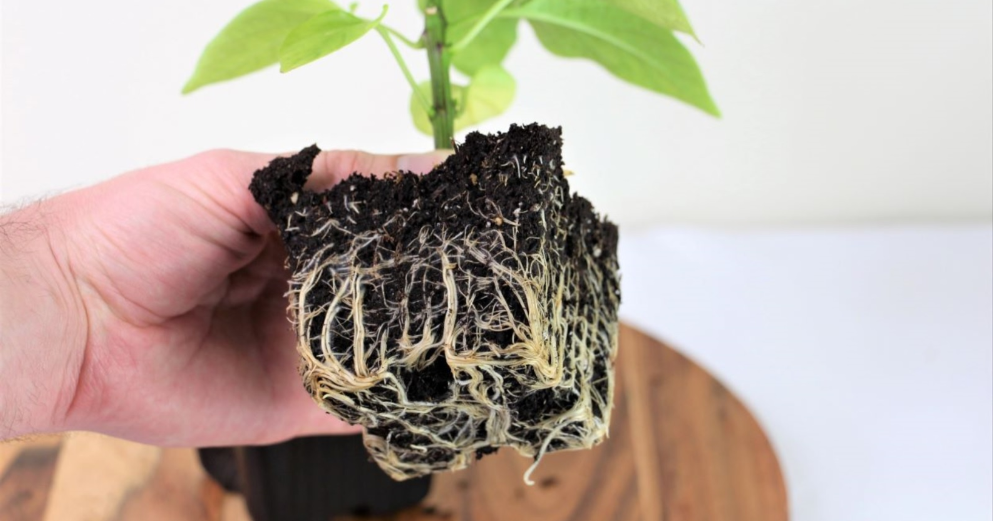 Sự khác biệt giữa rễ hút và rễ cọc, rễ thứ cấp ở cây trồng