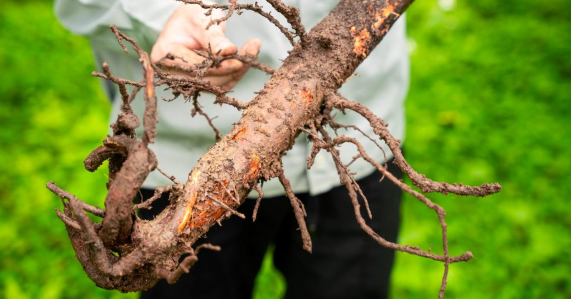 Thối rễ do Phytophthora - Fusarium Cơ chế và cách phòng ngừa