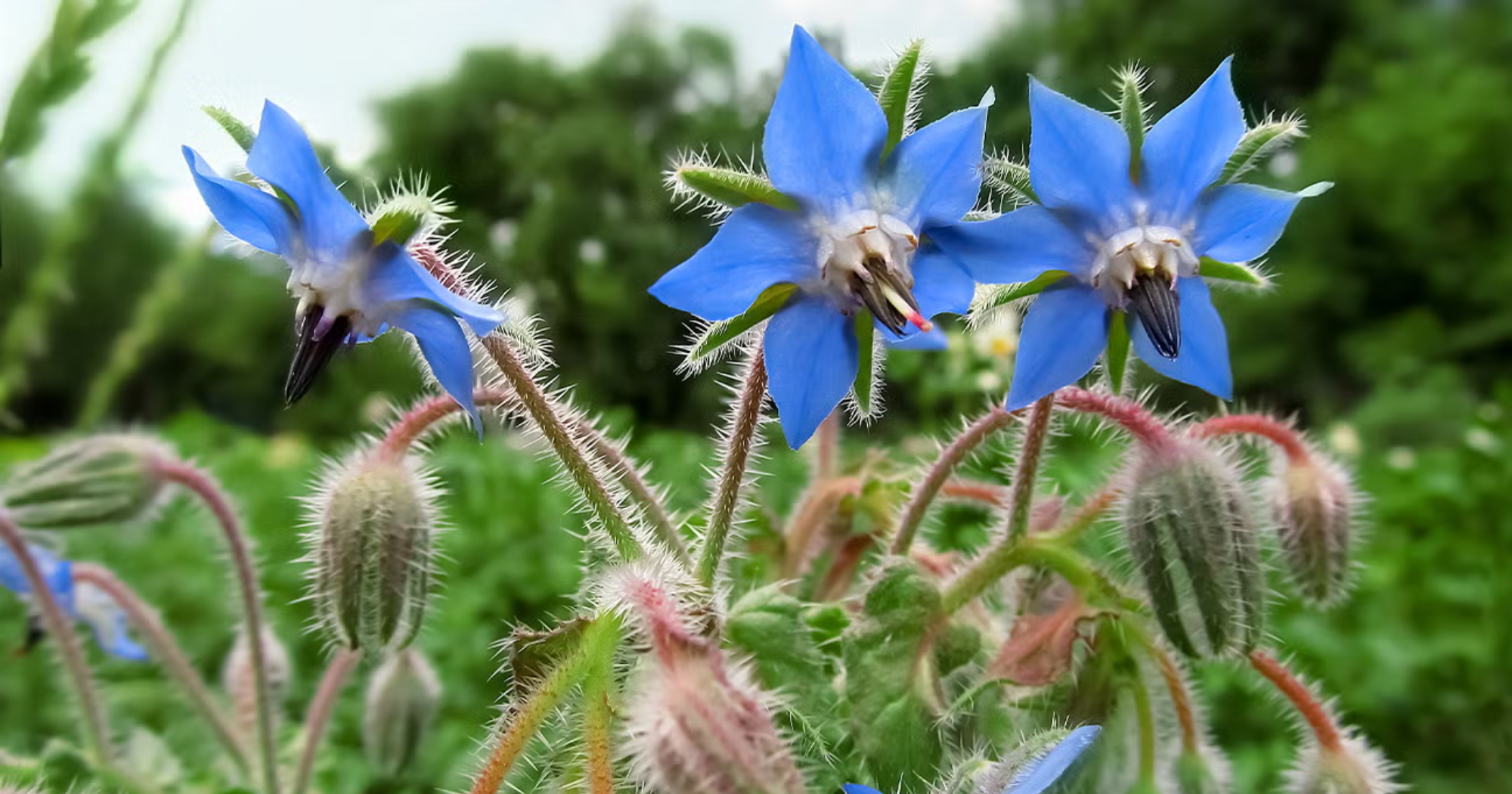 Tiêu chí đánh giá sức cây trước khi xử lý ra hoa