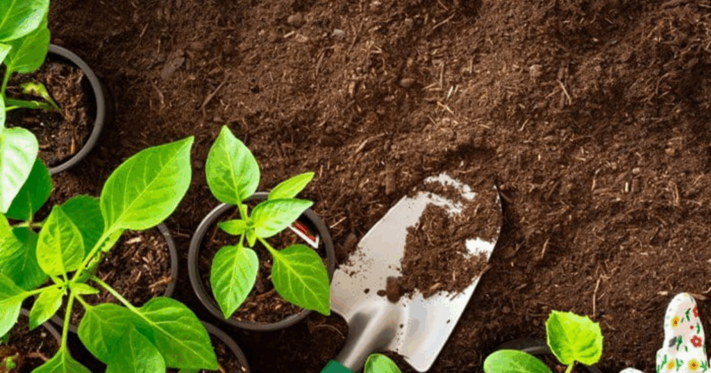 Trichoderma: Nấm đối kháng và cộng sinh trong đất 1 Trichoderma Nấm đối kháng và cộng sinh trong đất