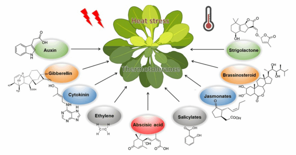 Tương tác giữa Brassinosteroid, Jasmonic acid và Salicylic acid trong miễn dịch cây trồng 1 Tương tác giữa Brassinosteroid, Jasmonic acid và Salicylic acid trong miễn dịch cây trồng