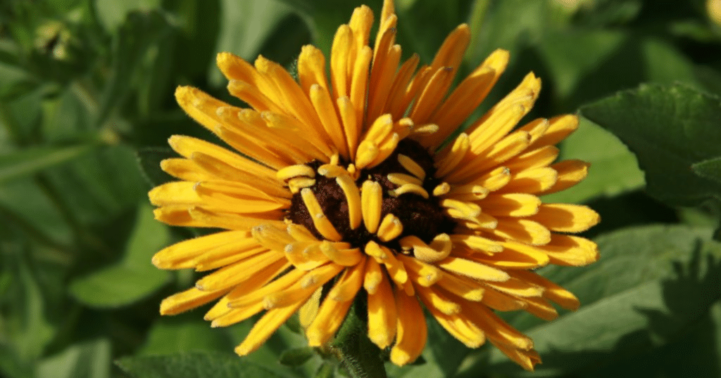 Ứng dụng chất điều hòa sinh trưởng trong xử lý ra hoa nghịch vụ 1 Ứng dụng chất điều hòa sinh trưởng trong xử lý ra hoa nghịch vụ