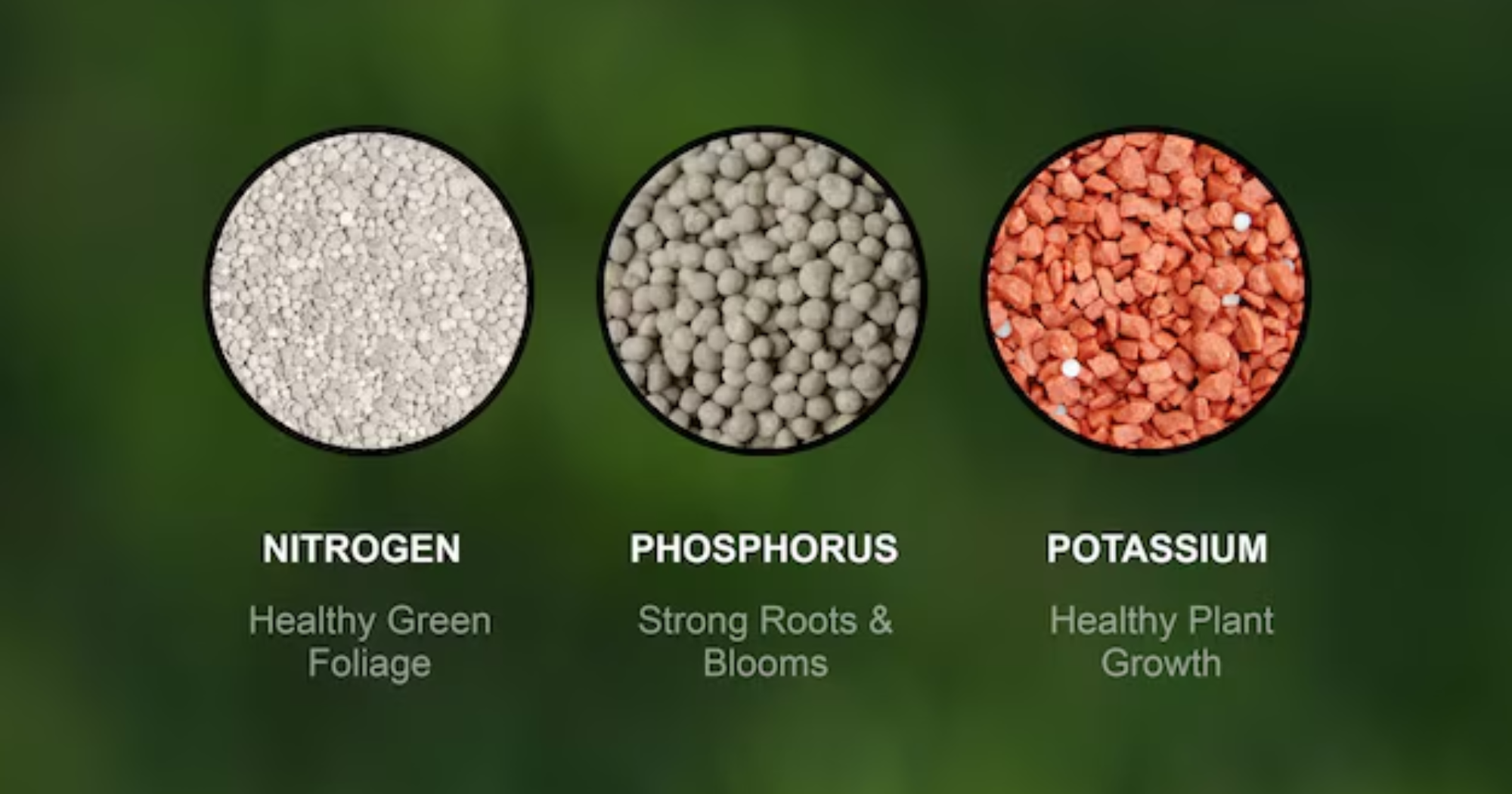 Vai trò Kali - Lân - Bo trong phân hóa mầm hoa