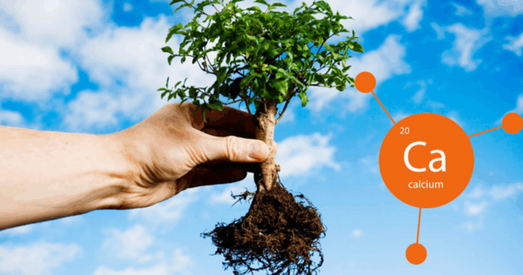 Vai trò của Canxi - Bo trong phân chia tế bào rễ