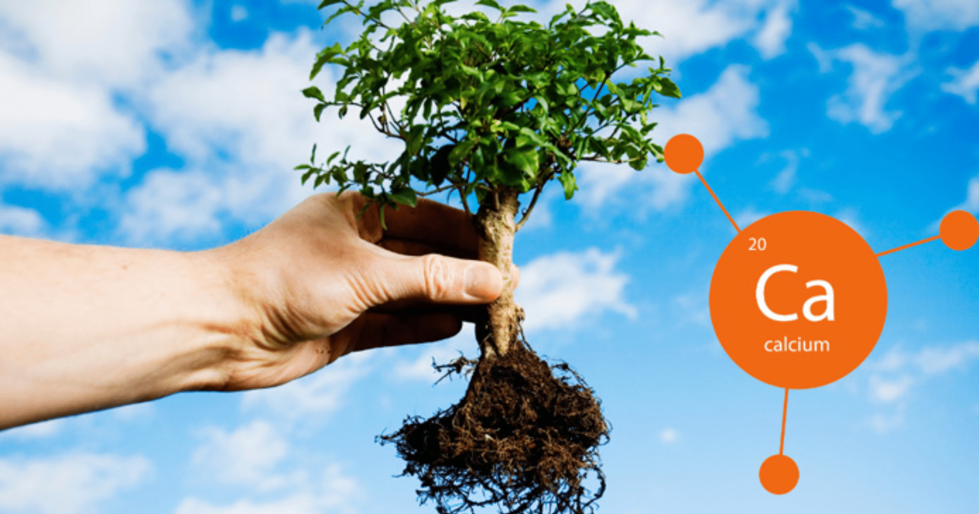 Vai trò của Canxi - Bo trong phân chia tế bào rễ