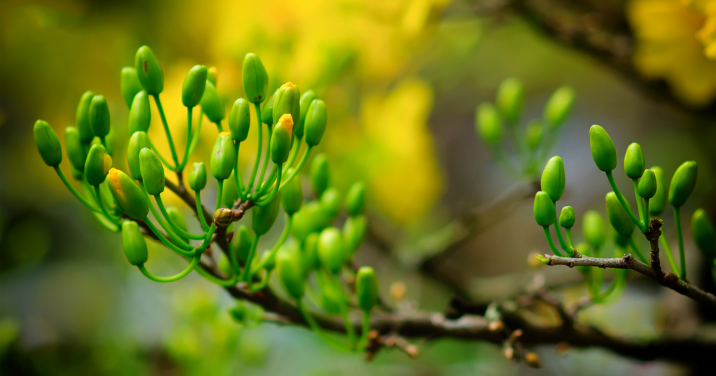 Ảnh hưởng của ánh sáng và nhiệt độ đến nụ mai