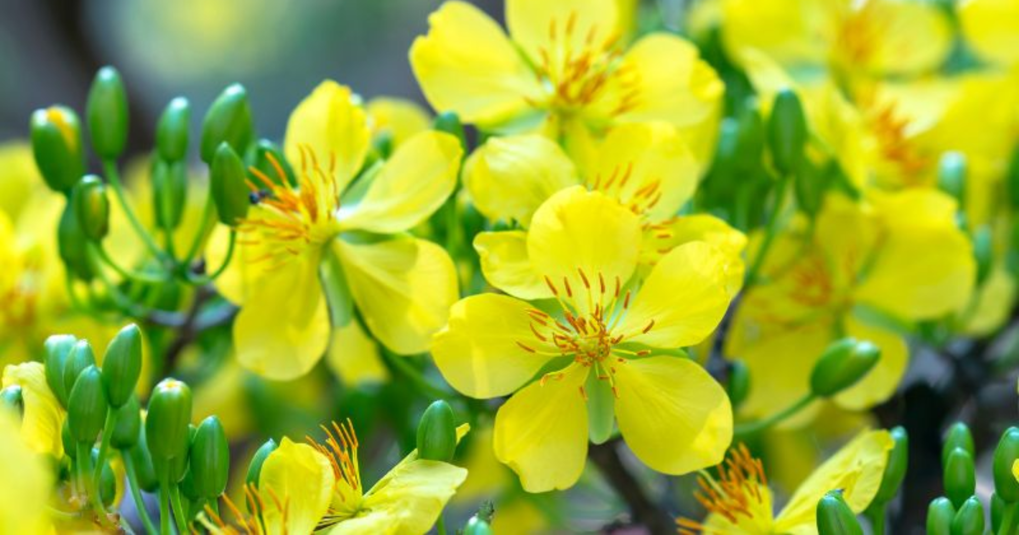 Các yếu tố chi phối tốc độ phát triển nụ mai