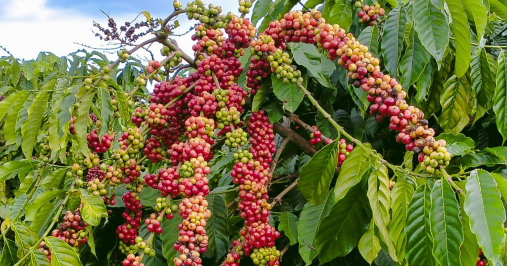 Cách bổ sung hữu cơ hiệu quả cho vườn cà phê lâu năm