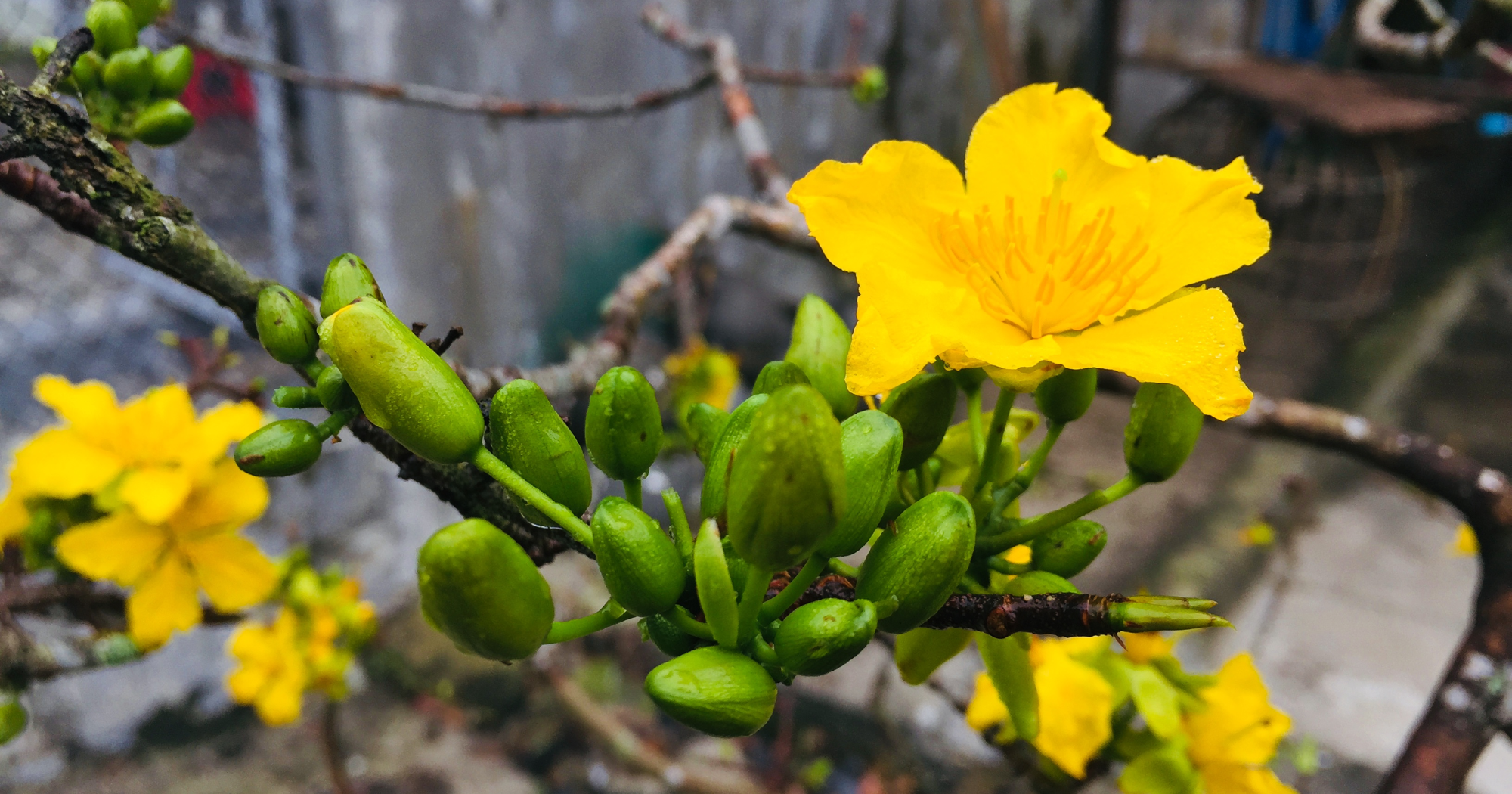 Cách thúc mai nở khi nụ phát triển chậm