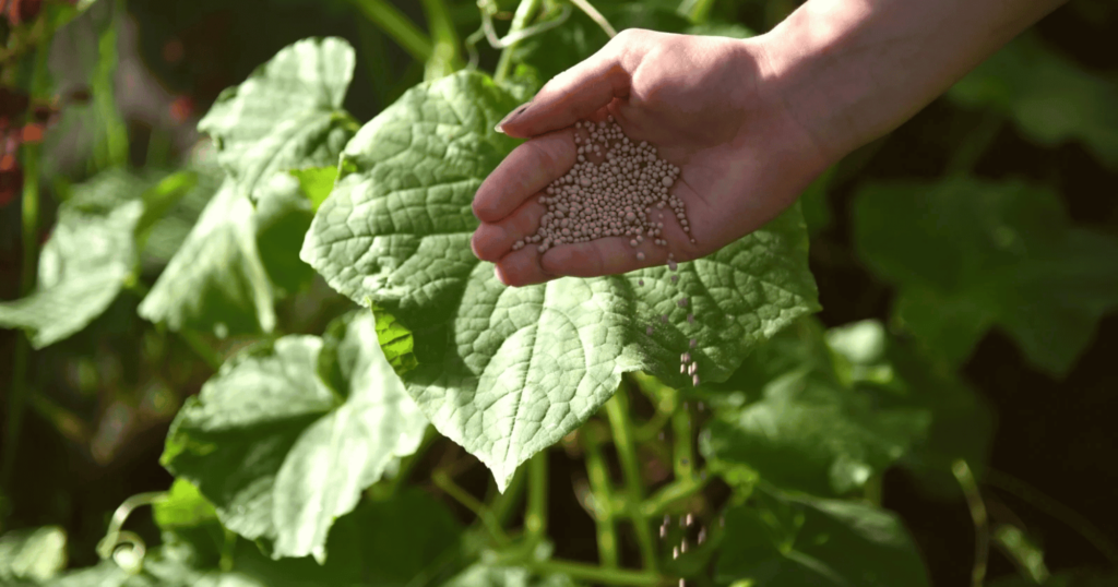 Có nên dùng phân bón lá để thay thế bón gốc? 1 Có nên dùng phân bón lá để thay thế bón gốc