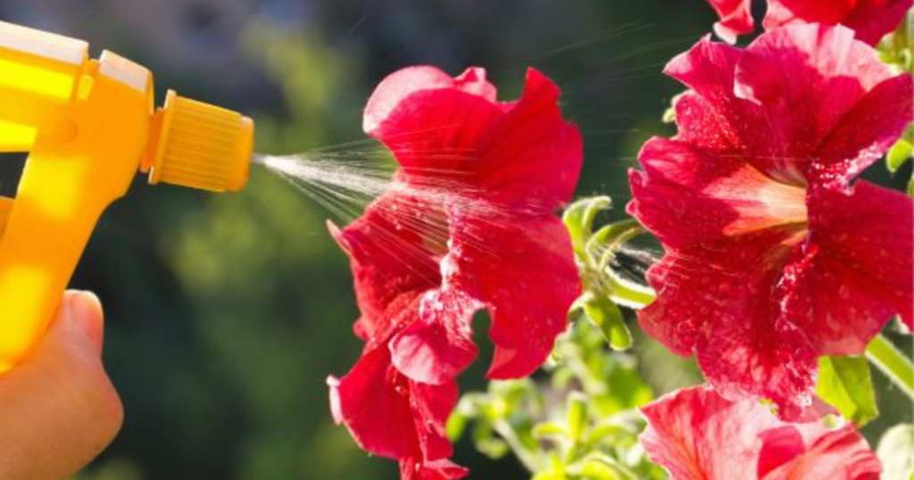 Có nên phun phân bón lá khi cây đang mang hoa