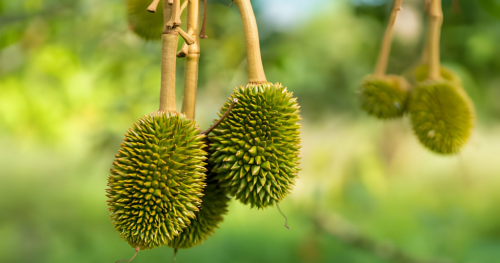 Có nên phun phân bón lá khi cây đang mang trái non