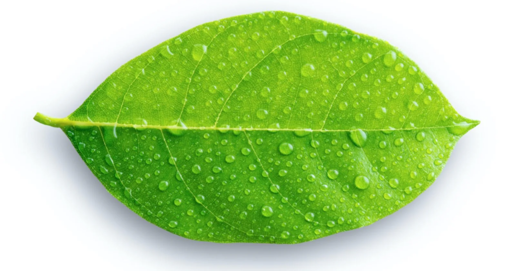 Có nên phun phân bón lá ngay sau mưa lớn