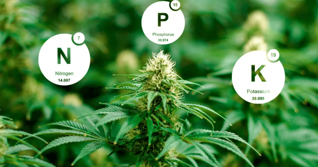 Điều chỉnh tỷ lệ NPK theo giai đoạn sinh trưởng của cây trồng