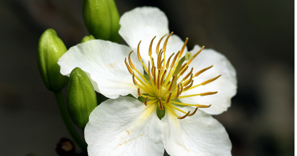 Hãm mai bằng điều chỉnh nước tưới như thế nào cho đúng 1 Hãm mai bằng điều chỉnh nước tưới như thế nào cho đúng