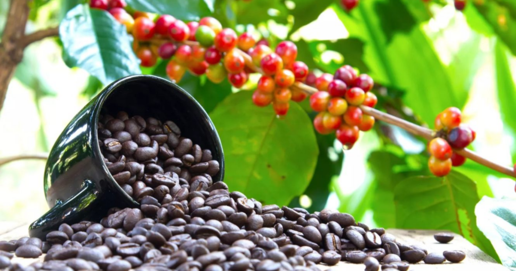 Hướng dẫn cải tạo đất cho vườn cà phê sau khi thu hoạch