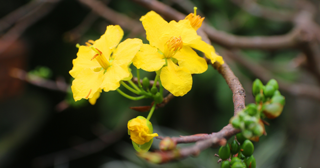 Hướng dẫn chi tiết cách chăm sóc mai để ra hoa đúng Tết