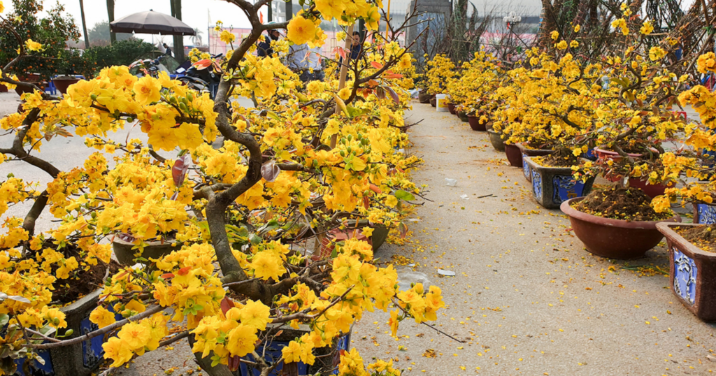 Hướng dẫn tưới nước cho cây mai ra hoa dịp Tết