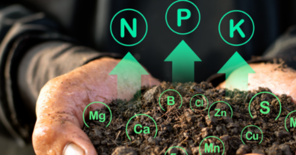 Khi nào nên dùng NPK đạm cao