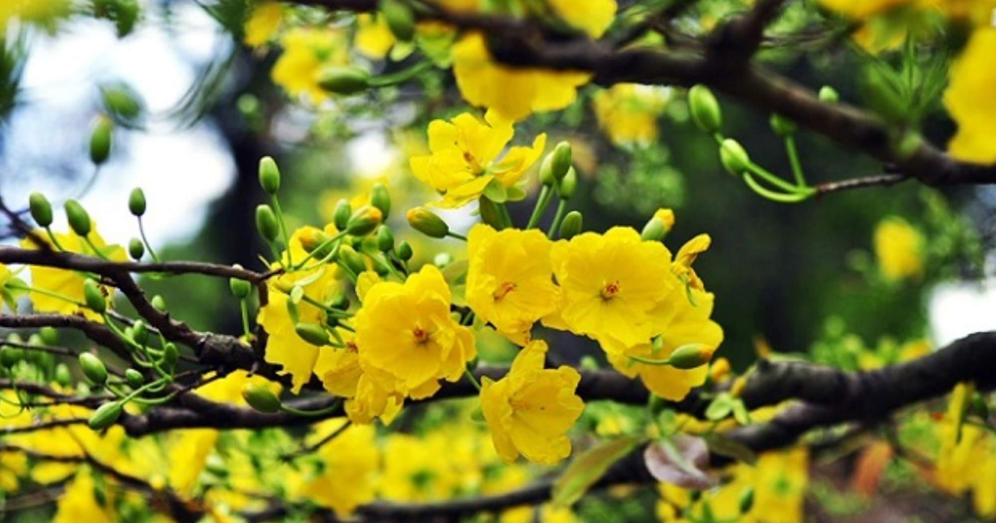 Kỹ thuật lặt lá và chăm sóc mai sau lặt lá