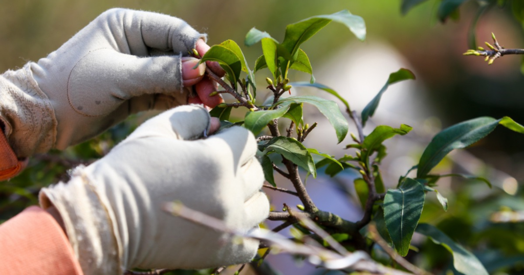 Lặt lá cho cây mai có tác dụng gì