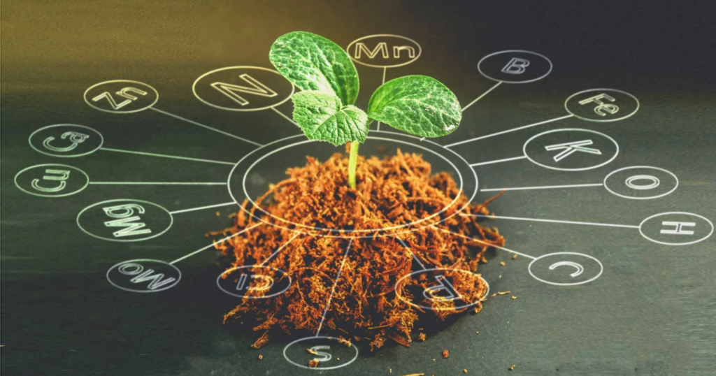 NPK dùng cho giai đoạn phục hồi cây sau thu hoạch hiệu quả, tiết kiệm