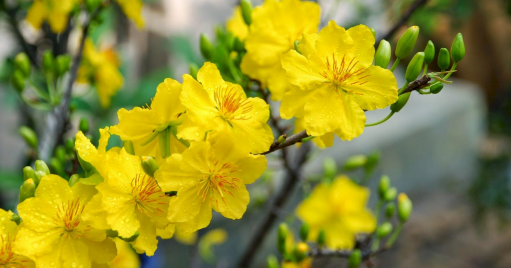 Nguyên nhân khiến mai nở hoa không đồng đều 1 Nguyên nhân khiến mai nở hoa không đồng đều