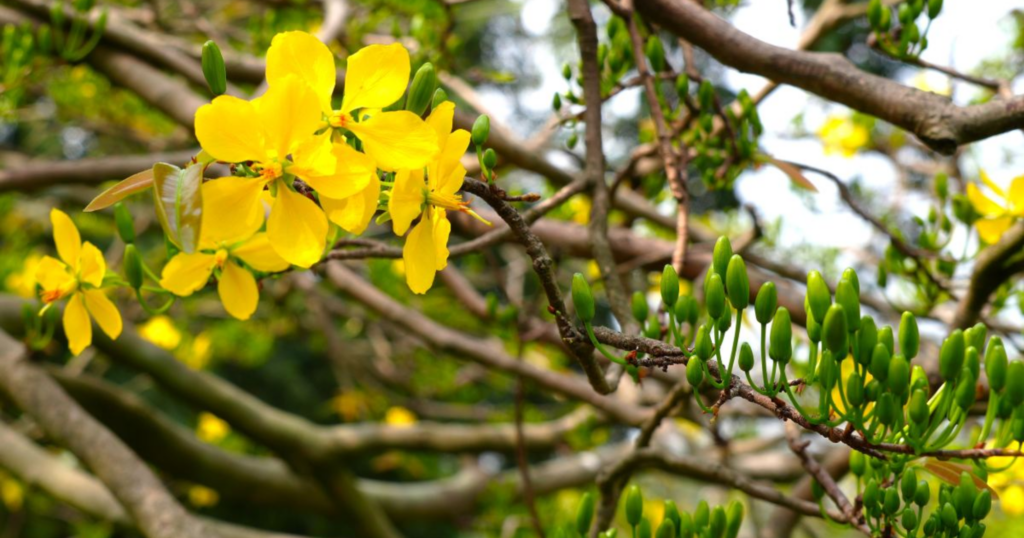 Những sai lầm thường gặp khi chăm sóc mai trước Tết