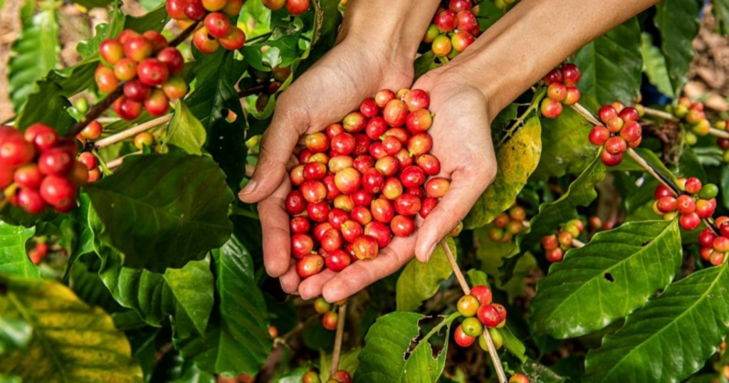 Phân bón lá chứa đạm cao và đạm thấp dùng khi nào thì hợp lý