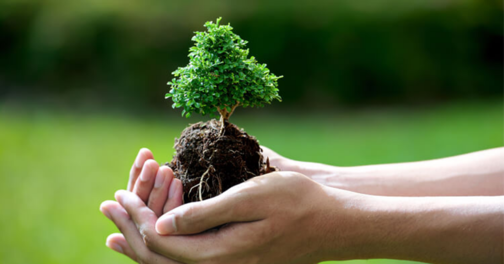 Phân bón lá và chất kích thích sinh học khác nhau thế nào