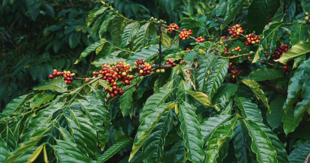 Phun phân bón lá và tưới qua rễ So sánh hiệu quả ngắn hạn và dài hạn