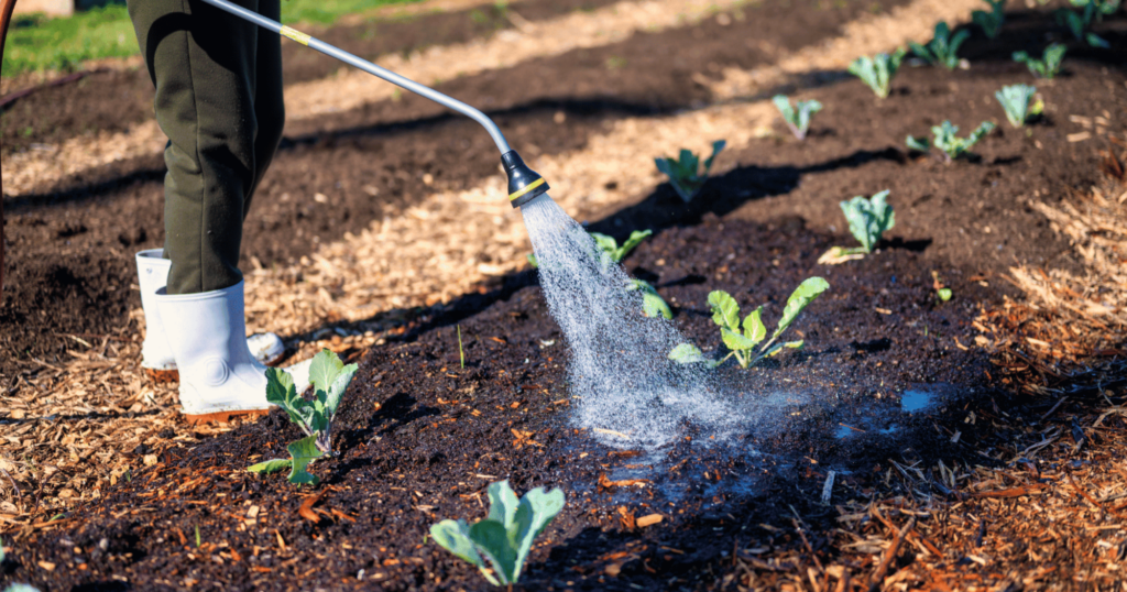 Vì sao phun phân bón lá nhiều nhưng cây vẫn không xanh? 1 Vì sao phun phân bón lá nhiều nhưng cây vẫn không xanh