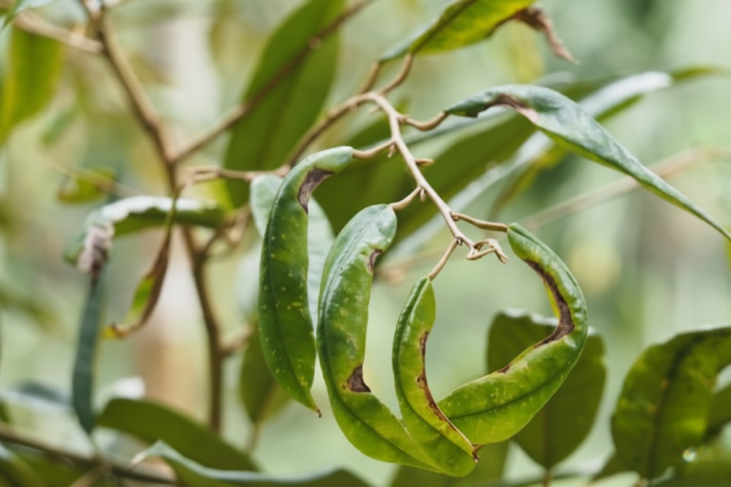 Bọ trĩ gây hại như thế nào trên cây trồng Dấu hiệu nhận diện và cách kiểm soát hiệu quả