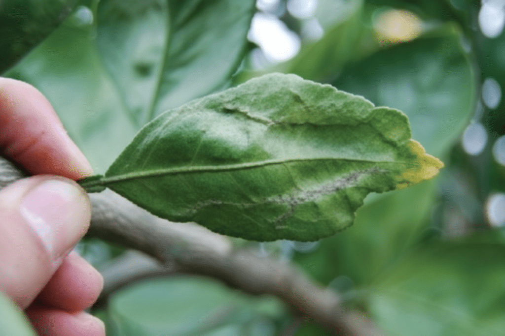 Các loại thuốc trị bọ trĩ gây hại trên cây trồng