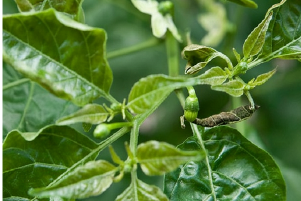 Cách chọn nhóm thuốc trị bọ trĩ theo từng giai đoạn đọt, hoa, trái non