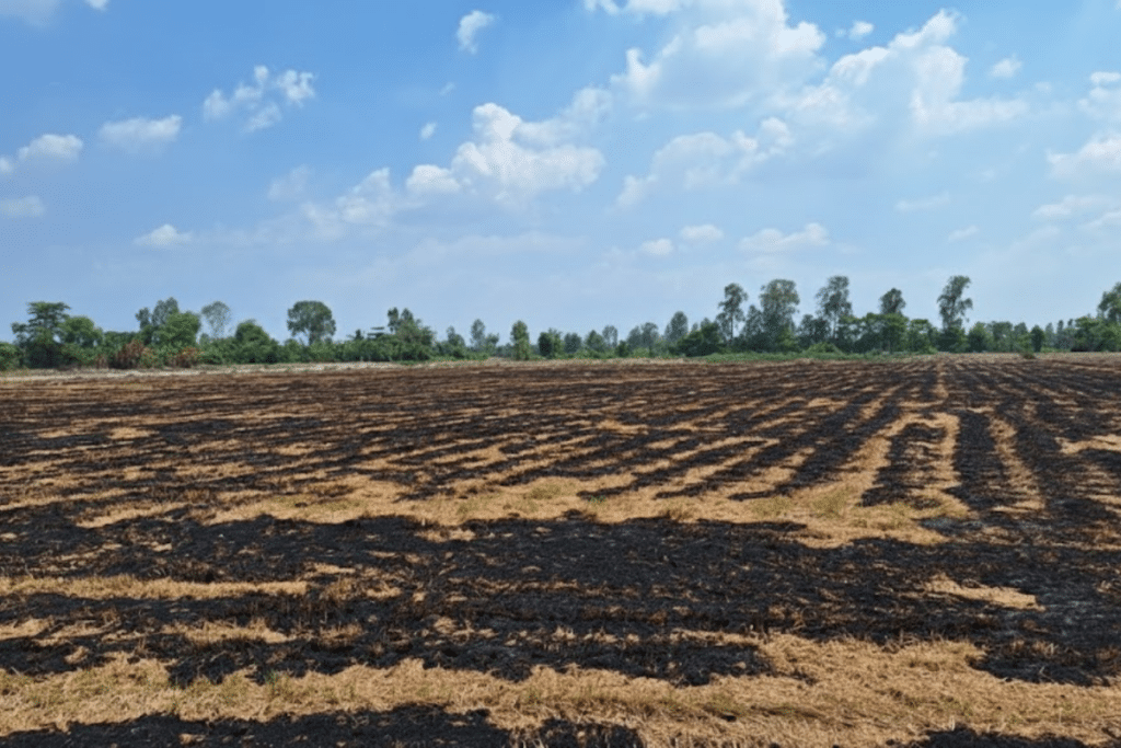 Cách lựa chọn chủng Trichoderma phù hợp với mô hình canh tác