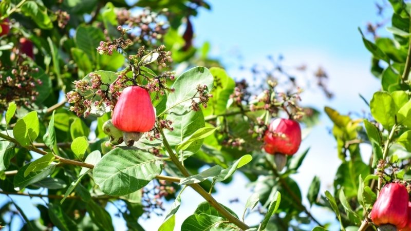 Cách trồng cây điều