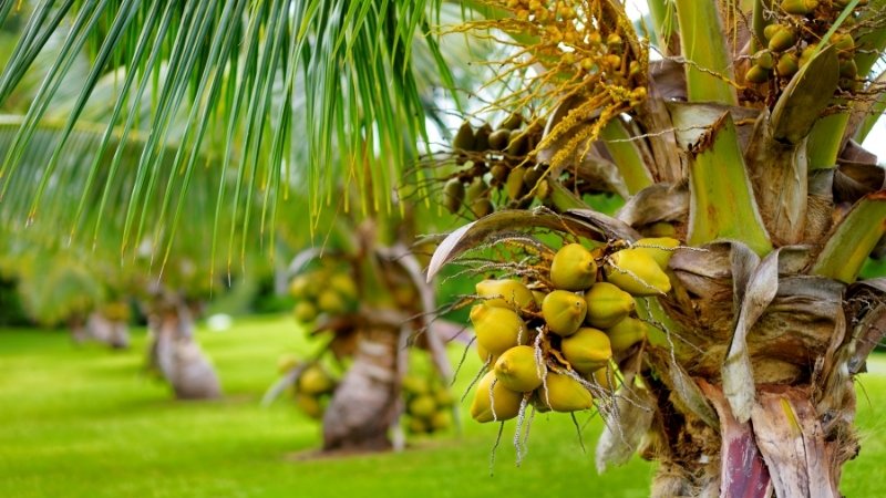 Cách trồng cây dừa