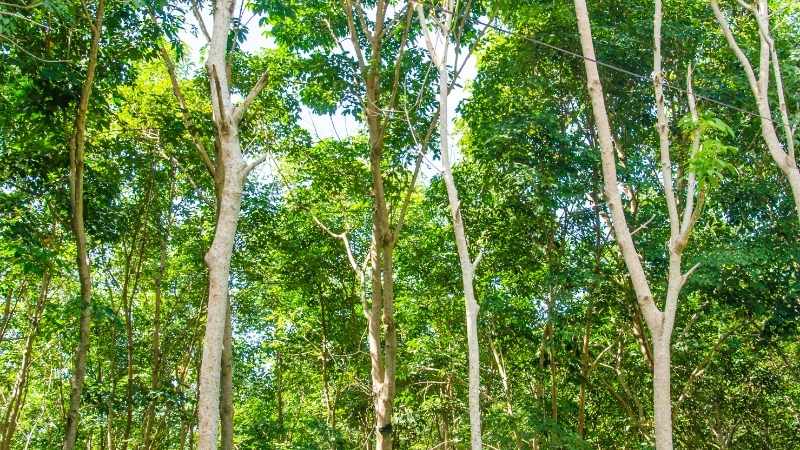 Đặc điểm cây cao su